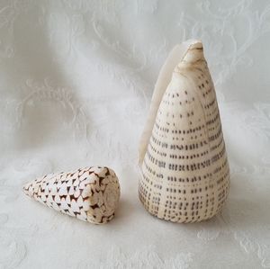 Exceptional Natural Sea Shell